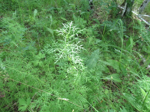 Adonis apennina (Adonis apennina)