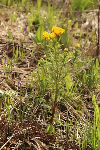 Adonis apennina (Adonis apennina)