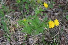 Adonis apennina (Adonis apennina)