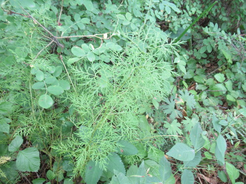 Adonis apennina (Adonis apennina)