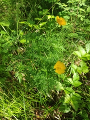 Adonis apennina (Adonis apennina)