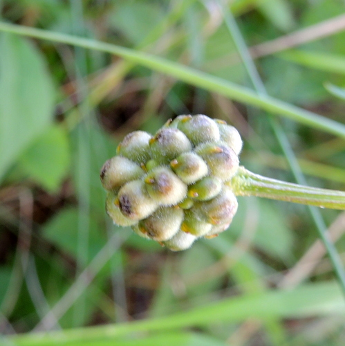 Adonis apennina (Adonis apennina)