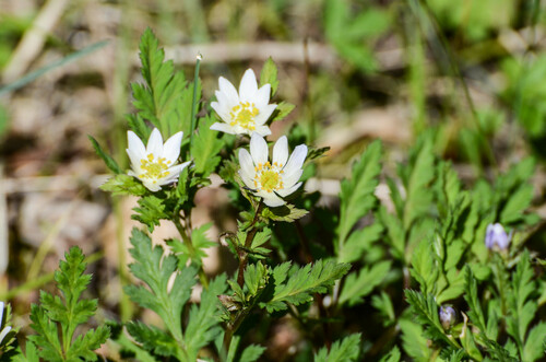 Adonis davidii (Adonis davidii)