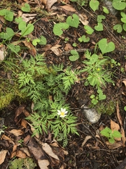 Adonis davidii (Adonis davidii)
