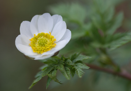 Adonis davidii (Adonis davidii)