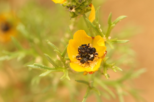 Adonis dentata (Adonis dentata)