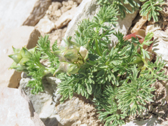 Adonis distorta (Adonis distorta)