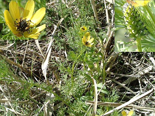 Adonis microcarpa (Adonis microcarpa)
