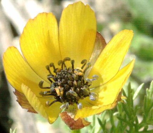 Adonis microcarpa: Fotografía realizada por Pablo Alberto Salguero Quiles en el mes de abril en Aranjuez Madrid España. La fotografía no es muy buena pero muestra diferencias defi