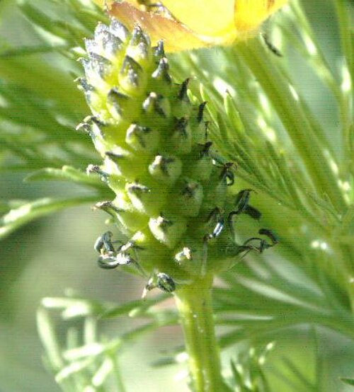 Adonis microcarpa: Fotografía realizada por Pablo Alberto Salguero Quiles en el mes de abril en Aranjuez Madrid España. La fotografía no es muy buena pero muestra diferencias defi