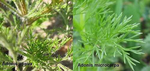 Adonis microcarpa: Fotomontage realizado con dos fotografías de Pablo Alberto Salguero Quiles. Se pretende mostrar las diferencias entre la Adonis annua y Adonis microcarpa con lo