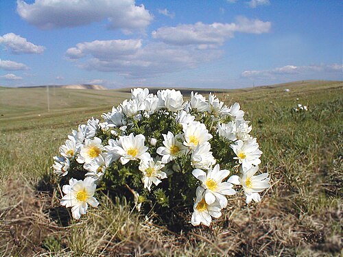 Adonis mongolica: Flower walley about Erdenet