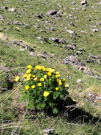 Adonis pyrenaica: Adonis pyrenaica . In Cabdella (Pallars Jussà - Catalunya), at 2,110 m altitude