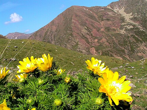 Adonis pyrenaica: Adonis pyrenaica . In Cabdella (Pallars Jussà - Catalunya), at 2,110 m altitude