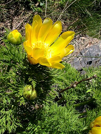 Adonis pyrenaica: Adonis pyrenaica . In Cabdella (Pallars Jussà - Catalunya), at 2,110 m altitude