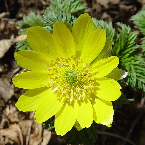 Forked-stem adonis: Far East Amur adonis ( Adonis ramosa Franch.) in Mount Fujiwara, Suzuka Mountains , Inabe, Mie, Japan.