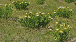 Adonis turkestanica: Alpine pasture with domination of Adonis turkestanica in Fann Mts. near Sarytog, Tajikistan.