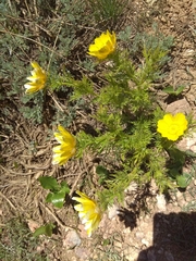 Adonis turkestanica (Adonis turkestanica)