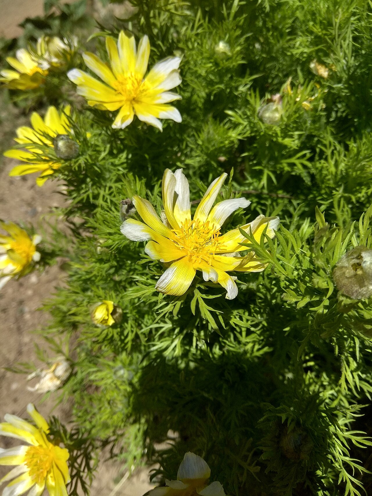 Adonis turkestanica: Adonis turkestanica