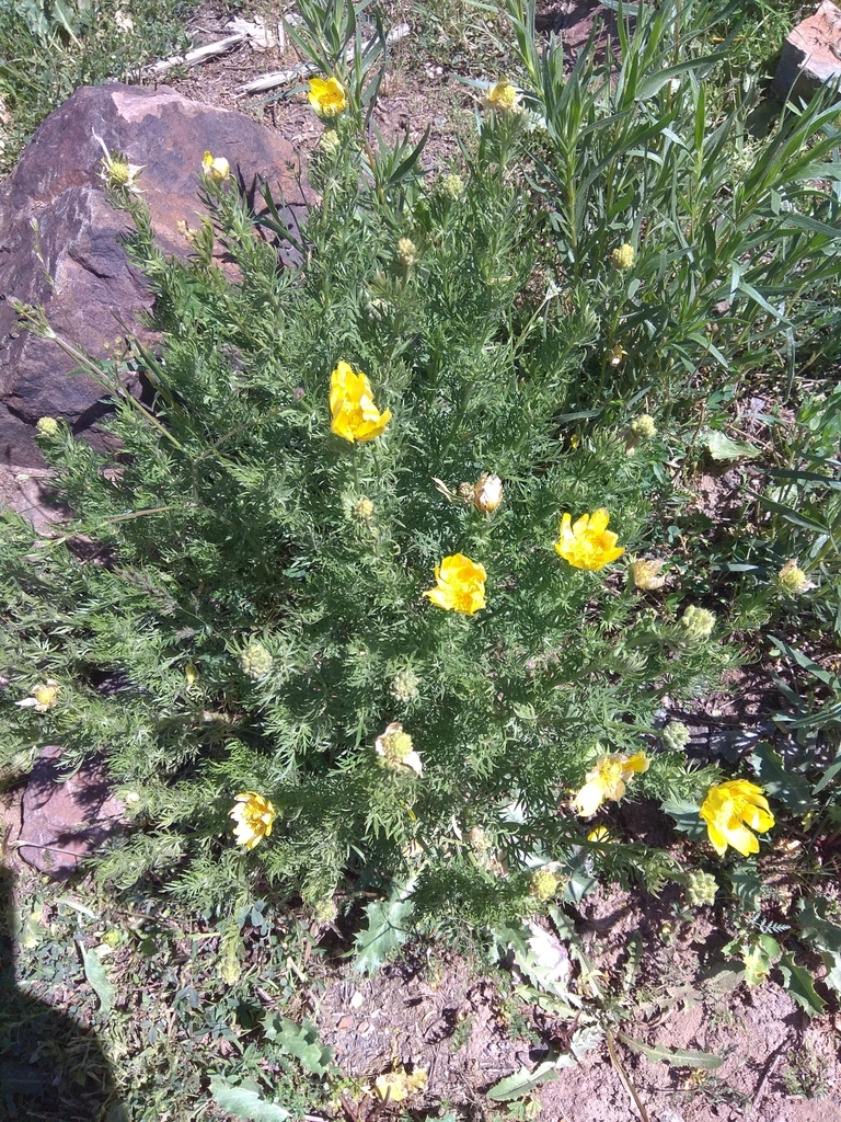 Adonis turkestanica (Adonis turkestanica)