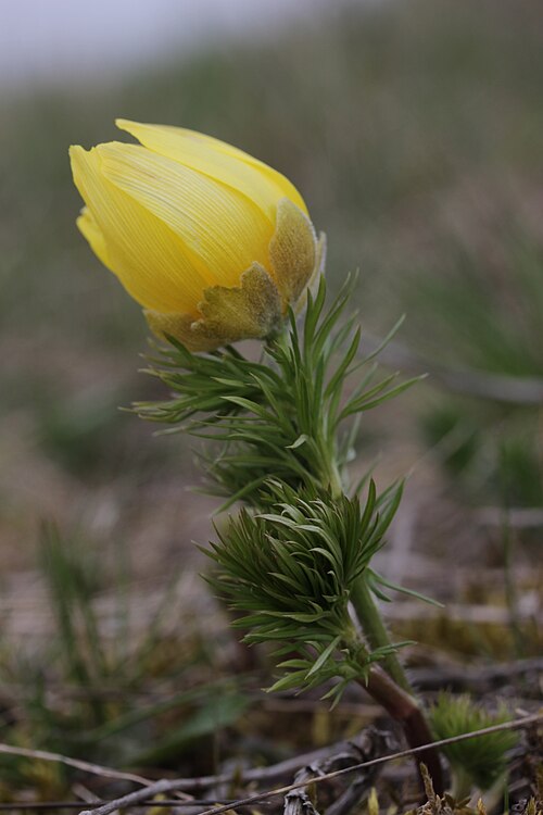 Spring pheasant's eye: Pheasant's Eye - Adonis vernalis