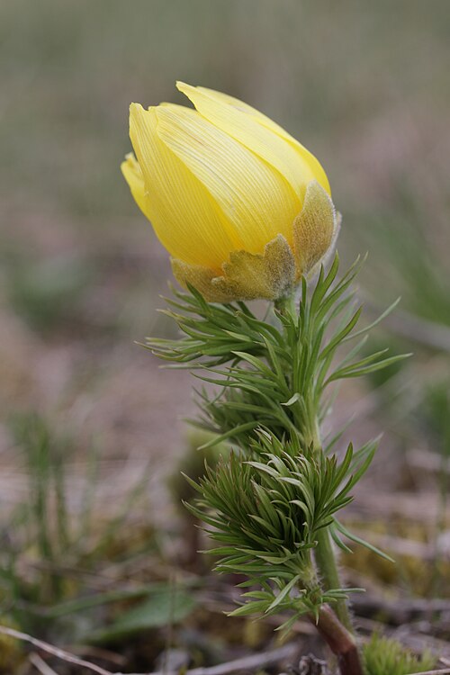 Spring pheasant's eye: Pheasant's Eye - Adonis vernalis