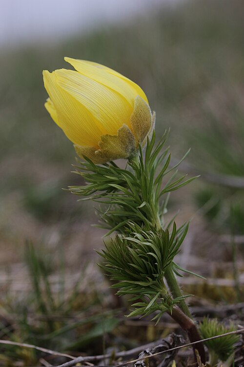 Spring pheasant's eye: Pheasant's Eye - Adonis vernalis