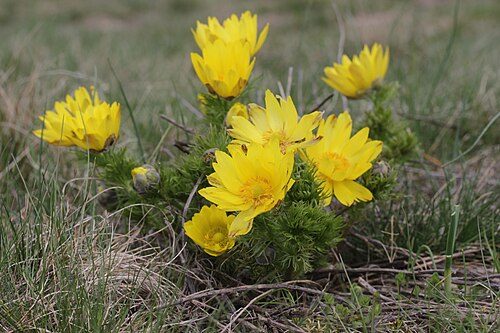Spring pheasant's eye: Pheasant's Eye - Adonis vernalis