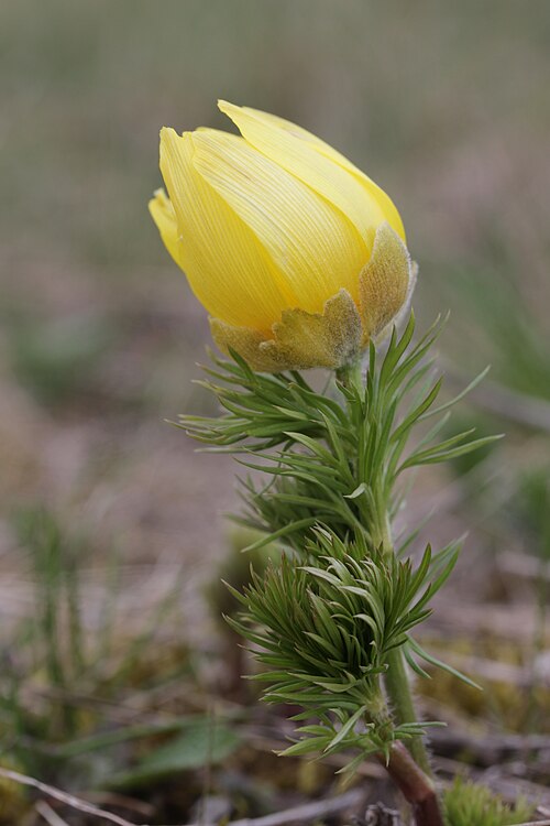 Spring pheasant's eye: Pheasant's Eye - Adonis vernalis