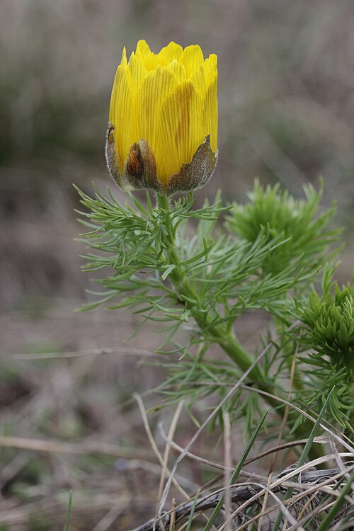 Spring pheasant's eye: Pheasant's Eye - Adonis vernalis