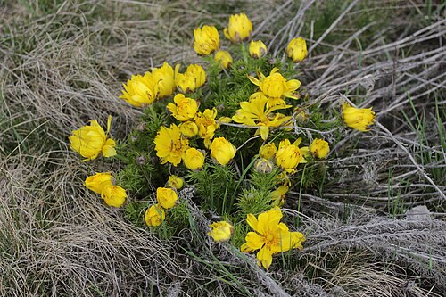 Spring pheasant's eye: Pheasant's Eye - Adonis vernalis