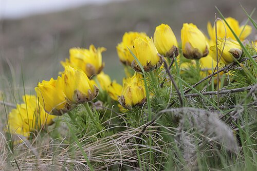 Spring pheasant's eye: Pheasant's Eye - Adonis vernalis