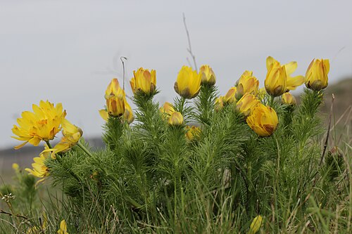 Spring pheasant's eye: Pheasant's Eye - Adonis vernalis
