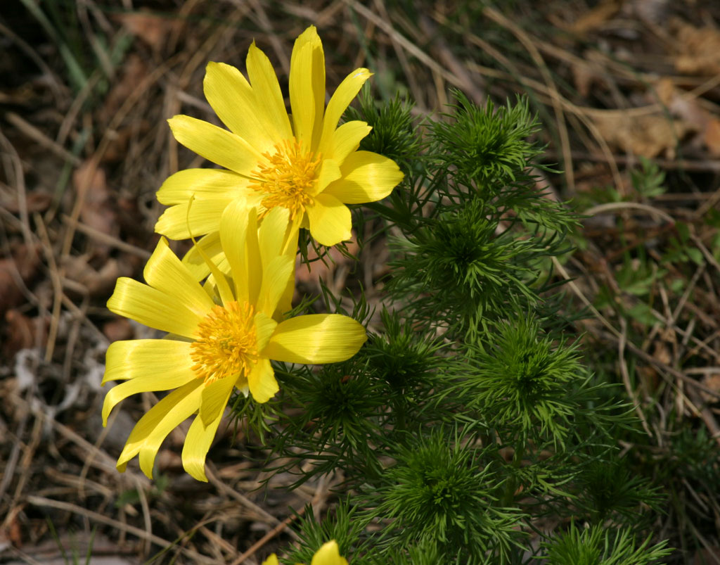 Spring pheasant's eye: Adonis vernalis (Frühlings-Adonisröschen), Ranunculaceae (Hahnenfußgewächse), im Lennebergwald
