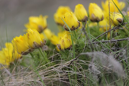 Spring pheasant's eye: Pheasant's Eye - Adonis vernalis