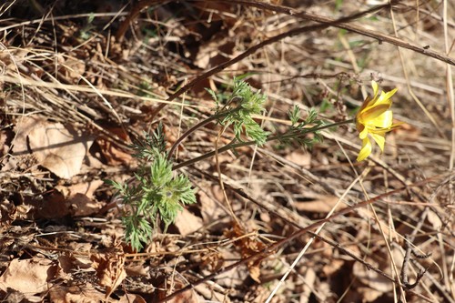 Adonis villosa (Adonis villosa)