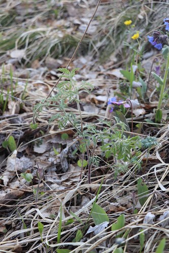 Adonis villosa (Adonis villosa)