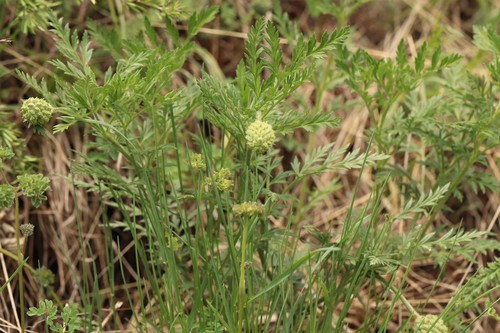 Adonis villosa (Adonis villosa)