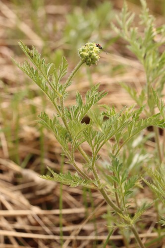 Adonis villosa (Adonis villosa)