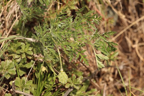 Adonis villosa (Adonis villosa)