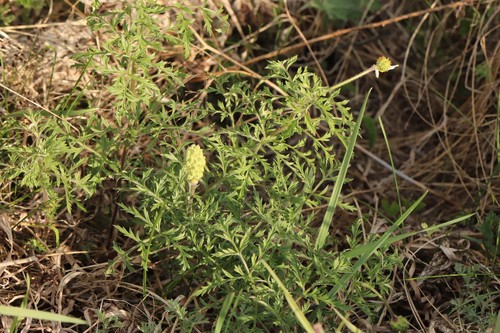 Adonis villosa (Adonis villosa)