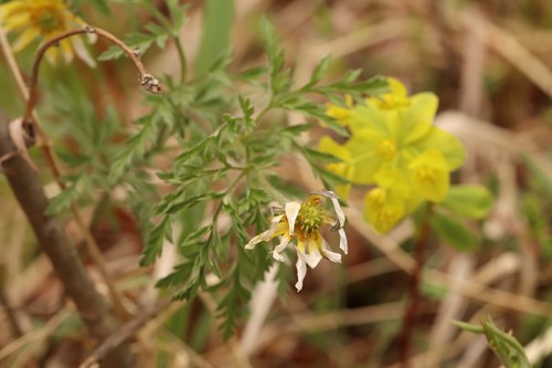 Adonis villosa (Adonis villosa)