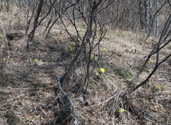 Adonis villosa (Adonis villosa)