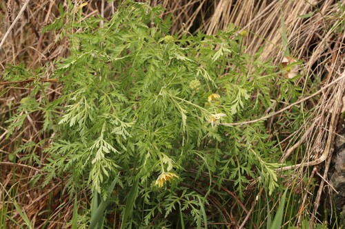 Adonis villosa (Adonis villosa)