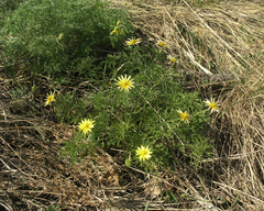 Adonis villosa (Adonis villosa)