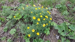 Adonis villosa (Adonis villosa)