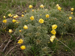 Adonis volgensis (Adonis volgensis)