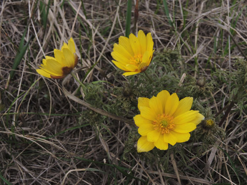 Adonis volgensis (Adonis volgensis)