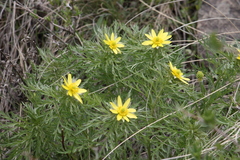 Adonis volgensis (Adonis volgensis)