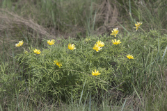 Adonis volgensis (Adonis volgensis)